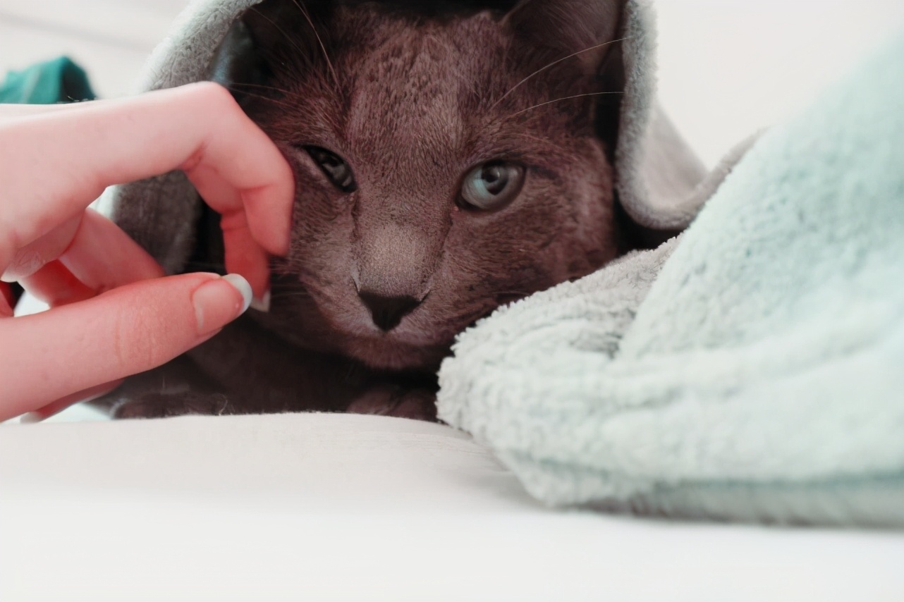 被猫咪咬住了怎么让它松口,被猫咬住手