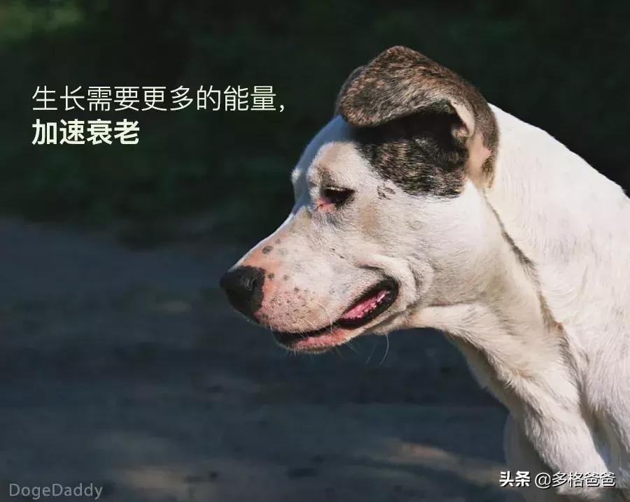 下一个狗年要等几年,下一个狗年还有多少年