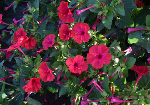 哪种花的种子最好养,什么花种子好养又长得快