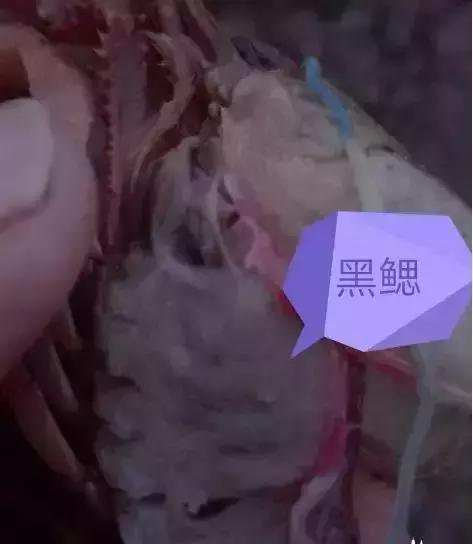 塘里死的龙虾,小龙虾进笼死与偷死的病因区别