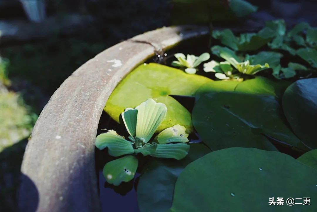 相识27天七夕闪婚完整版,相识15天闪婚成功案例