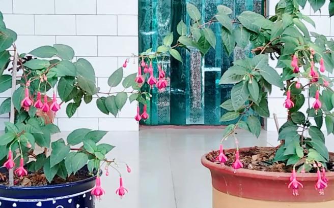 倒挂*钟金**招飞虫？花姐给你说一招，驱虫、养护两不耽误