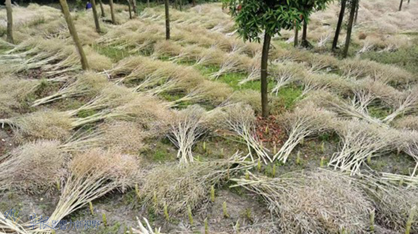 中国最美乡村竹子沟风景区,中国四大顶级风景村