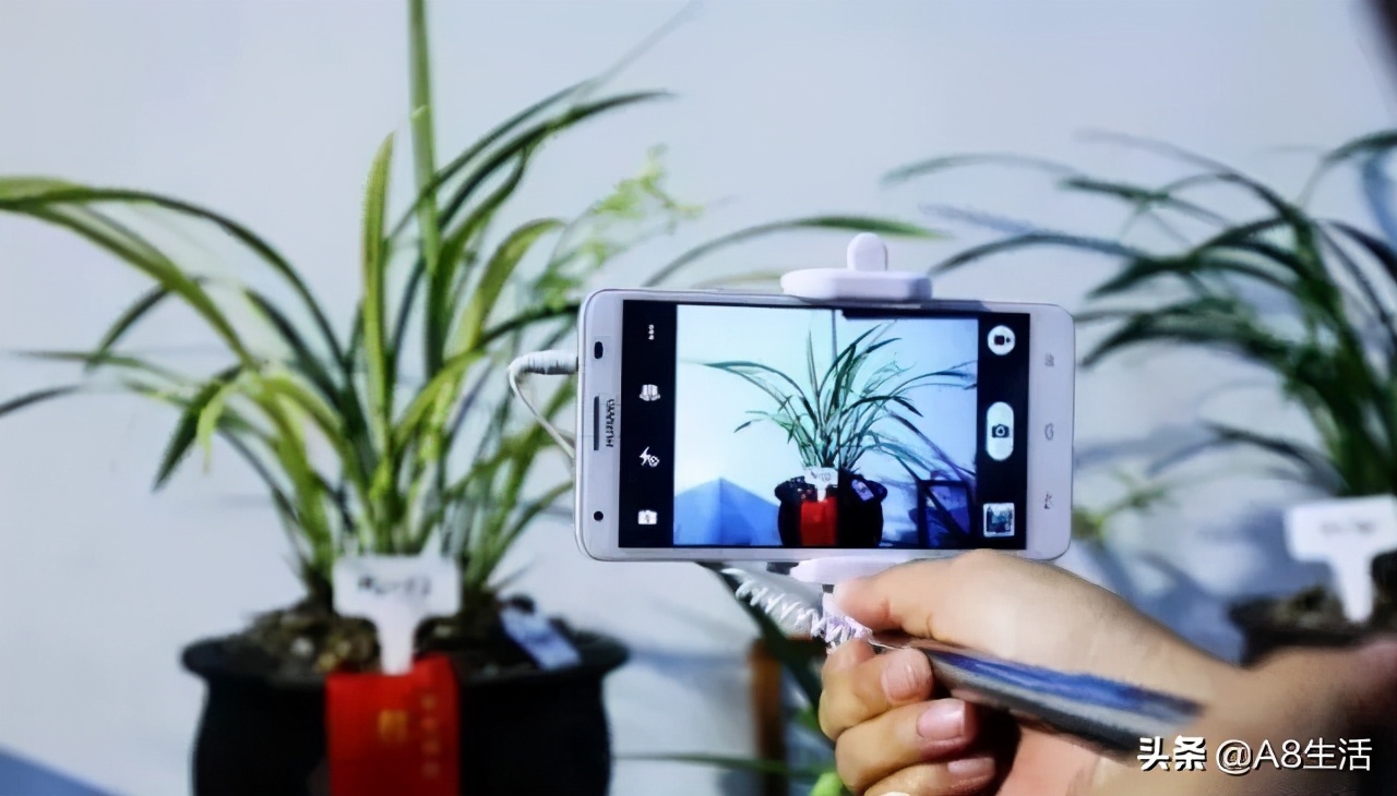 2019蕙兰端梅价格,每日一品花卉