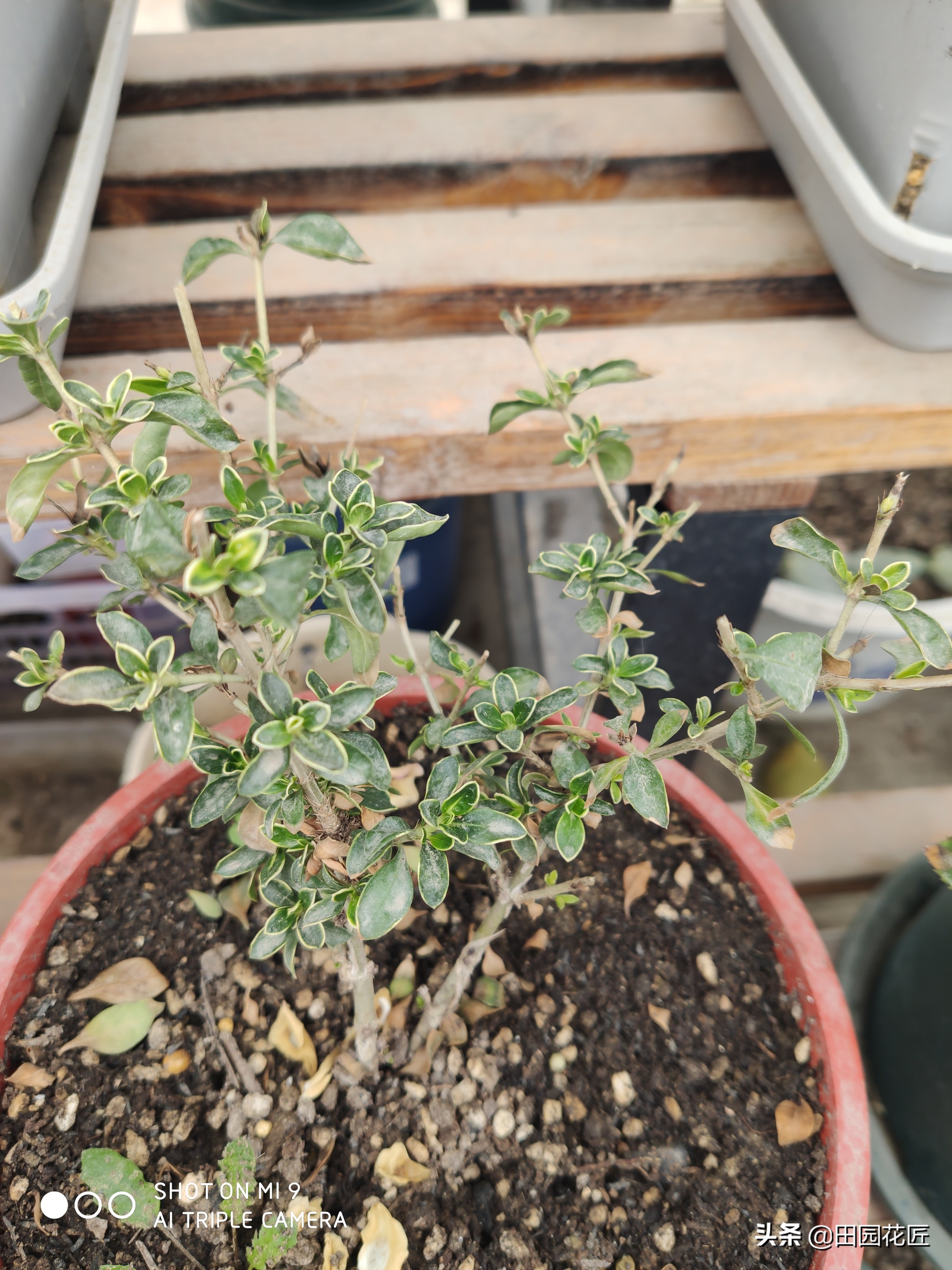 六月雪，黄叶、黑叶、落叶？养护注意这几点，枝繁叶茂不再落叶