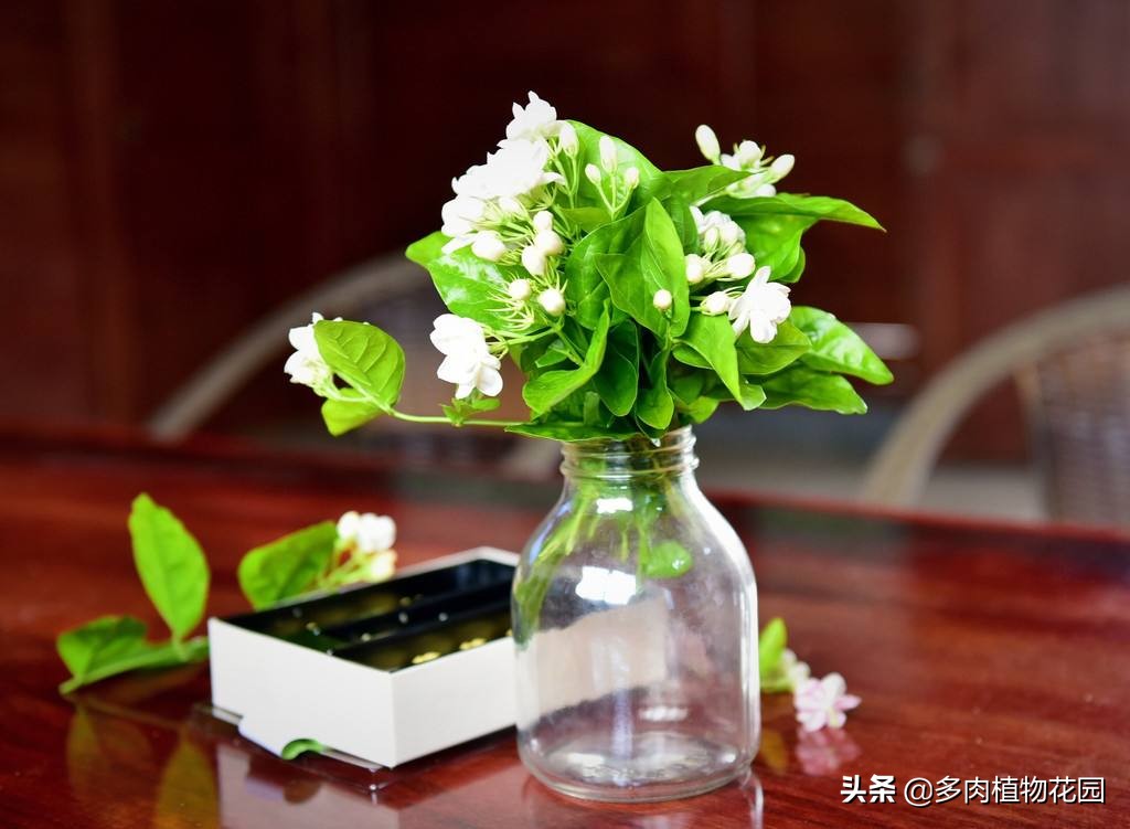 茉莉花养了没有多久就干枯，这样处理，花香四溢