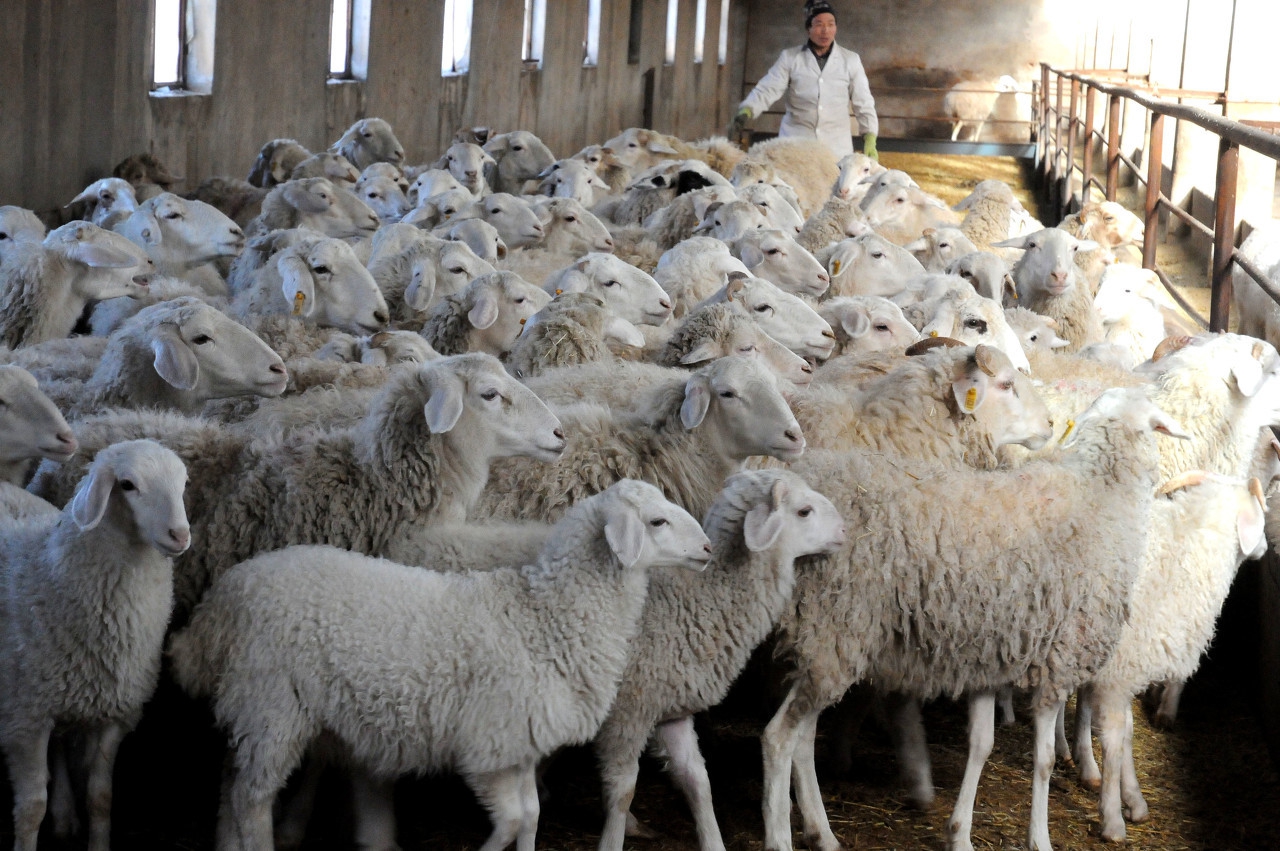 肉羊养殖的社会效益,羊养殖大棚的弊端及对策