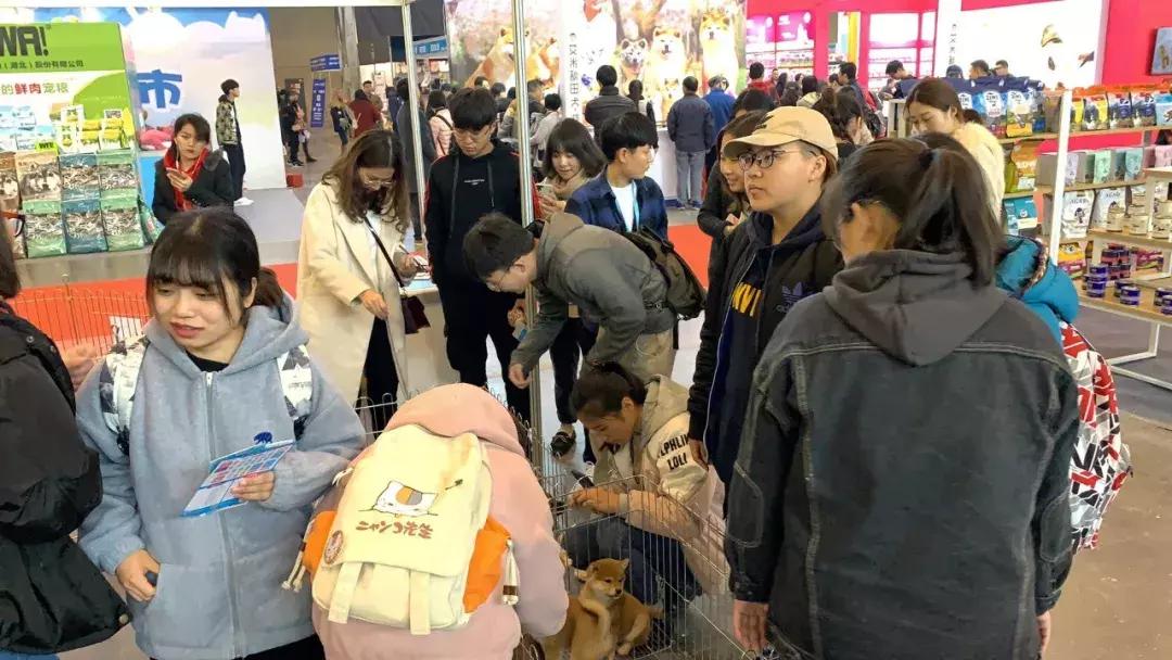 萌宠齐聚南京宠物博览会,day1