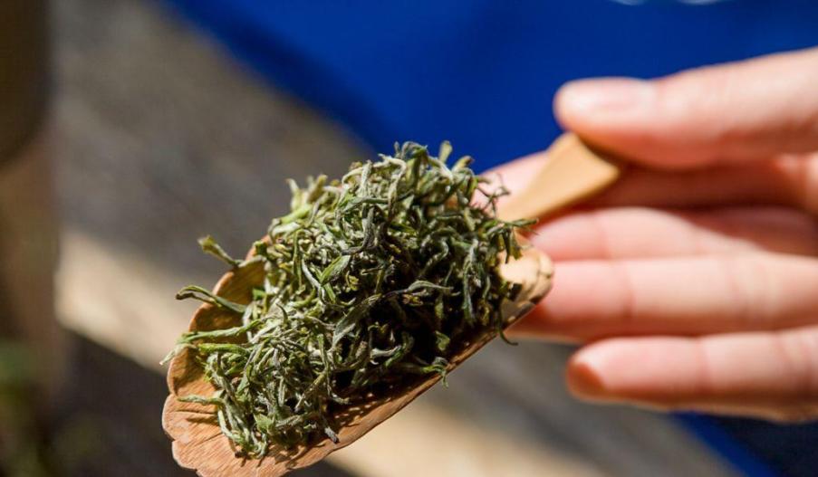 正宗日照绿茶什么样,日照绿茶全国有名