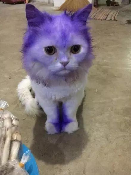 全球罕见足球猫冲上热搜，网友：指定染色！结果......哈哈哈哈