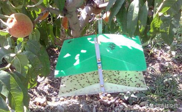 苹果小卷叶蛾的各时期危害图片,卷叶蛾危害特点