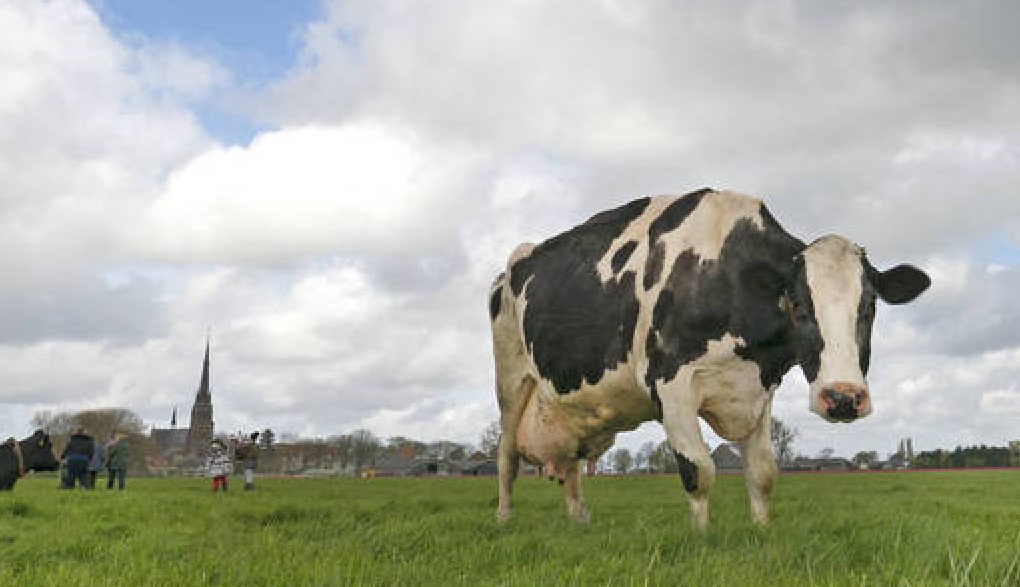 鑸屽皷涓婄殑瀹夊叏姘磋В铔嬬櫧 (鐗涘ザ涓殑鐨潻姘磋В铔嬬櫧)