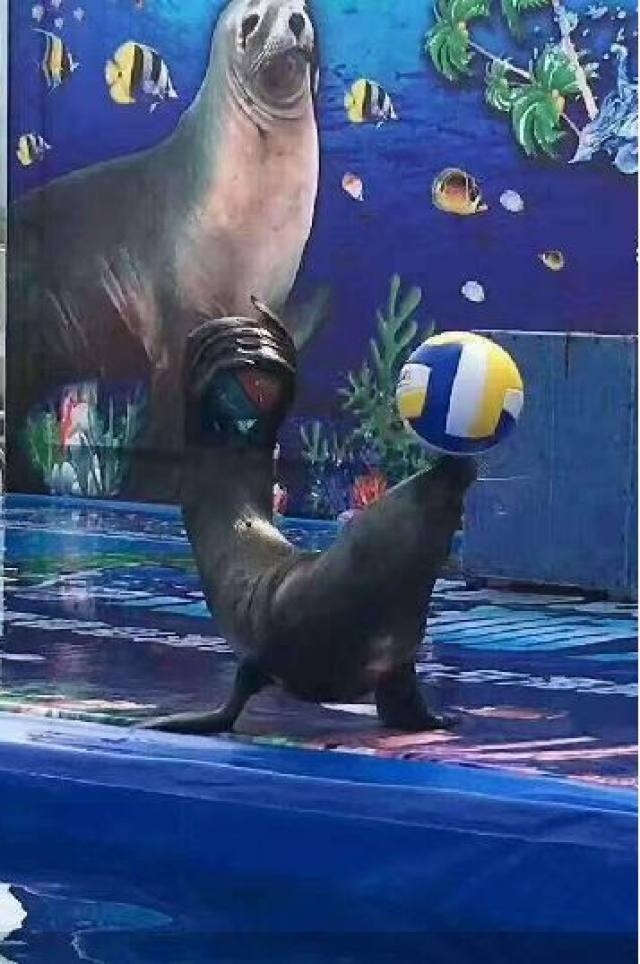 白鹿仓欢迎大家来白鹿仓观看直播,白鹿仓冰雪海洋旅游