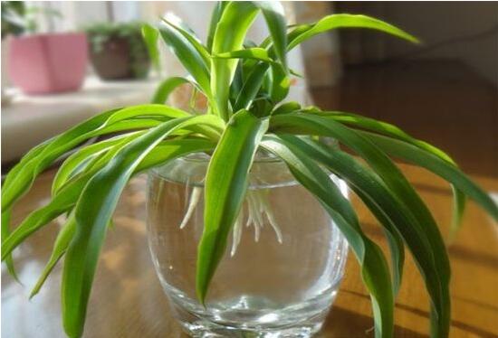 怎么把土养吊兰养成水培吊兰,吊兰怎么水培养才能更旺盛