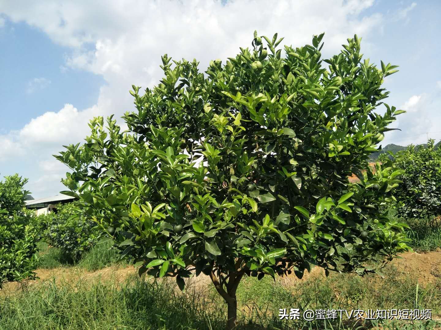 作物转色增甜期，如何管理才能着色均匀，果实甜，卖出好价钱？