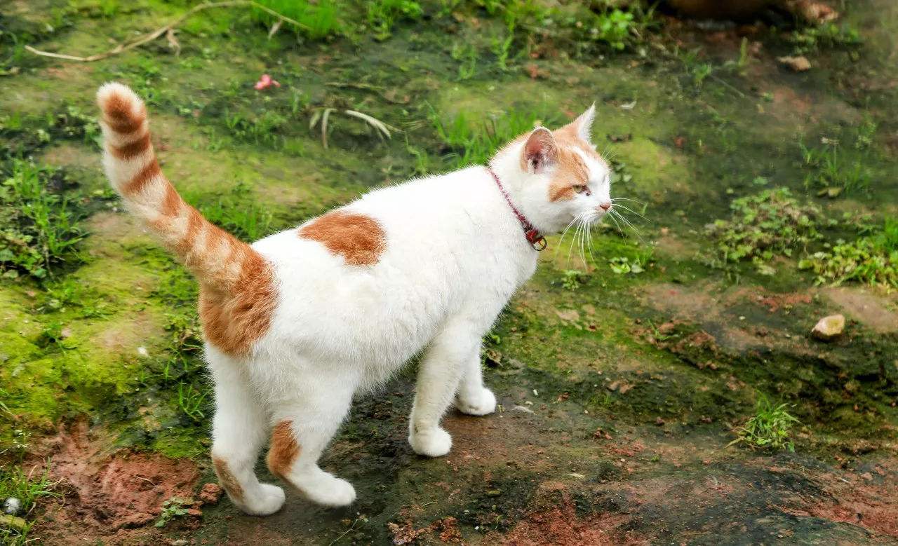 流浪猫怎么养才能不得传染病,流浪猫怎样养不会给自己传染病