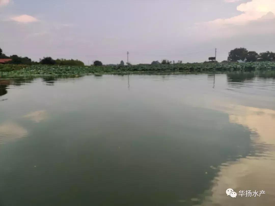 为什么池塘里的水一直很浑浊,草缸水面有气泡和油膜是怎么回事