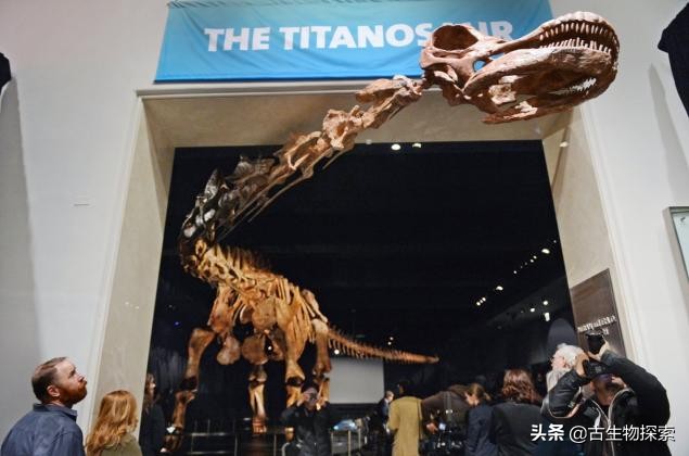 巴塔哥泰坦龙完整化石,巴塔哥泰坦龙进化史