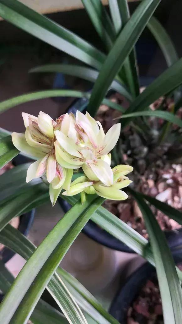 净化空气的十种花,家里养这4种花清新怡人