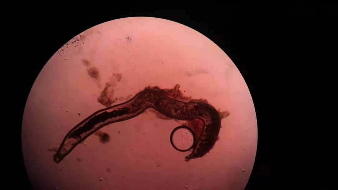 狗子偷偷亲我的第N次,难道不是真爱吗?