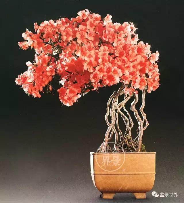 根艺盆景大全欣赏,文人根艺盆景精品大全图