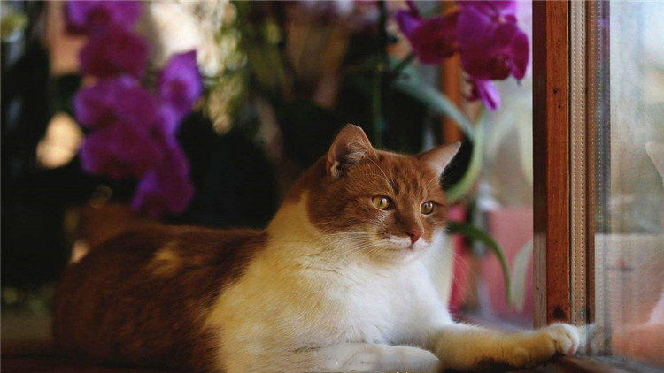 猫咪打完狂犬疫苗后拉稀拉血,猫咪冠状病毒拉稀带血