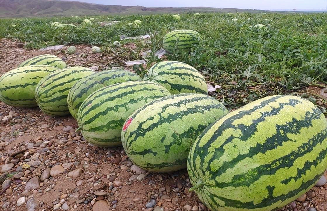 禁种戈壁西瓜的原因,戈壁西瓜为什么禁种