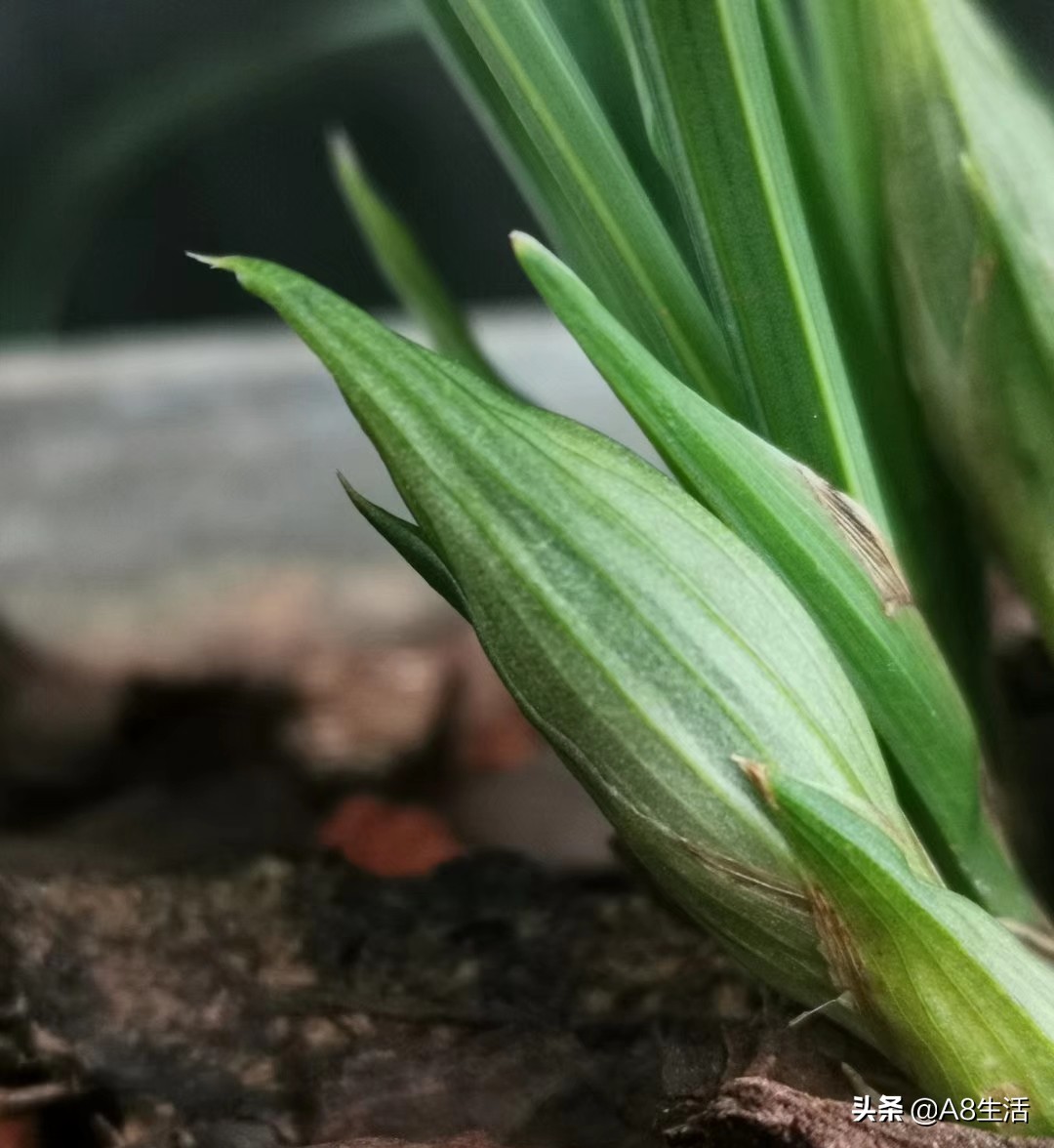 春兰张荷素兰花介绍,每日一品中国兰花春兰
