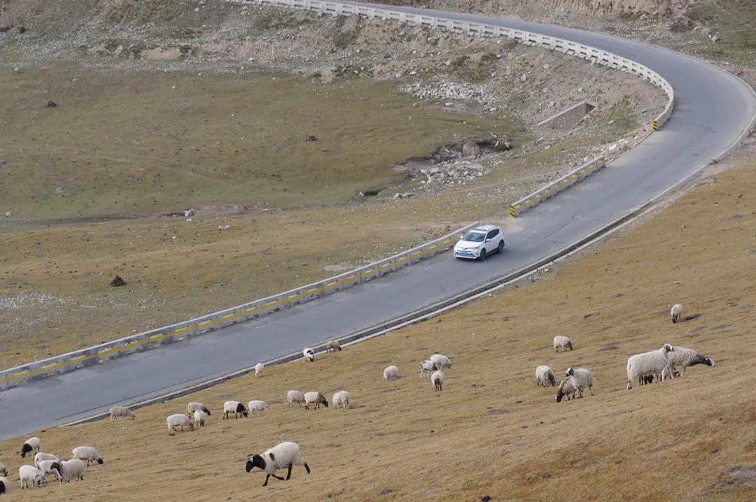 佛经里没有讲，草原上的女人不能搞直播