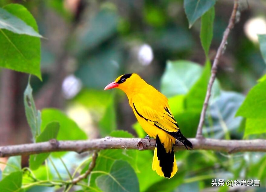 夏日诗句精选,30首夏日诗词人间最美是初夏
