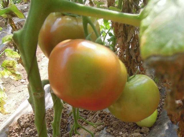 西红柿根腐病危害症状,西红柿茎基腐病原因