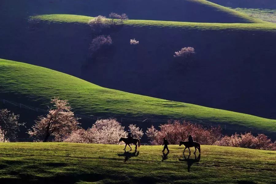 走马春季追花线|春漫*疆新**，牧笛声声中的杏花村