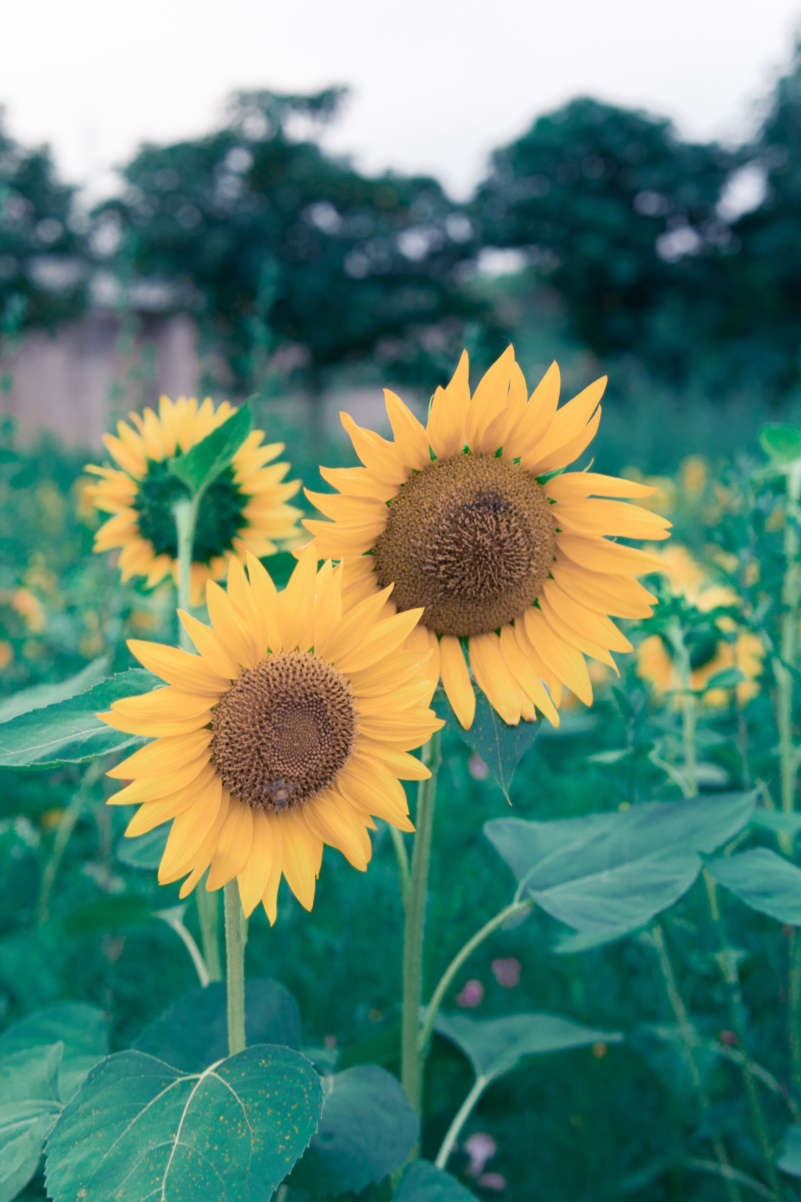 索尼微单a6000优缺点,索尼微单6000用什么sd卡