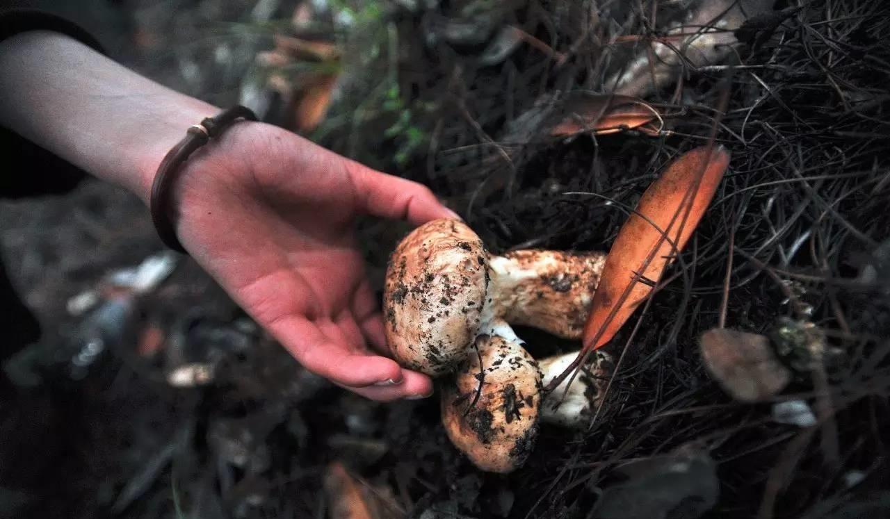 松茸多少钱一斤今日,松茸多少钱一斤的最好