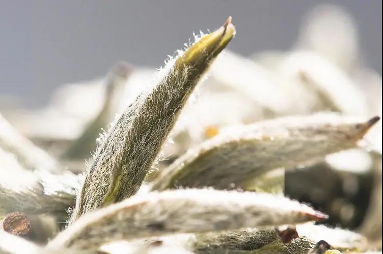 中国白茶第一饼2007年,白茶首日芽是什么意思