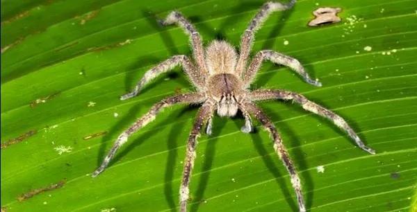 世界上最危险的两种树,世界上最危险的三个森林第三名