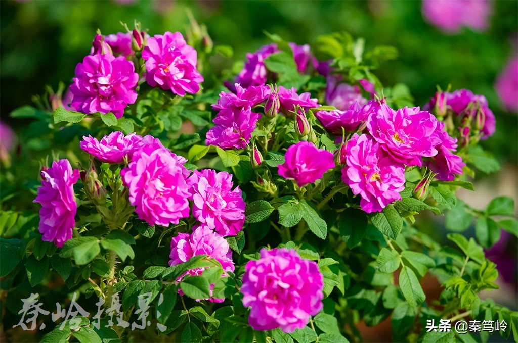 五月玫瑰花期,五月玫瑰盛开时