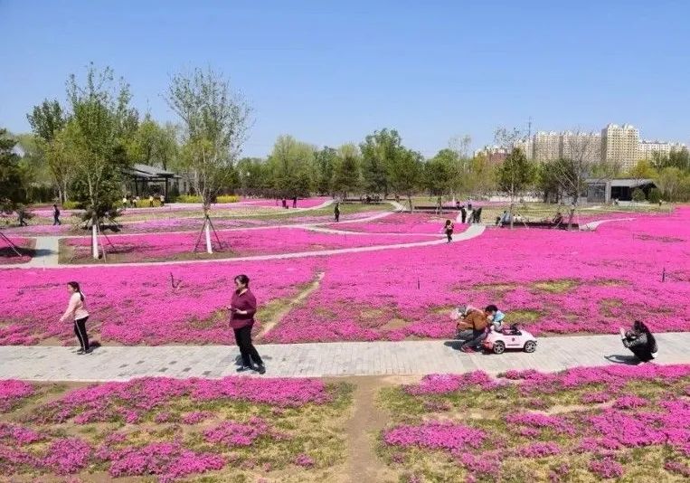 北京五环最美花海,附近免费景点踏青网红打卡地
