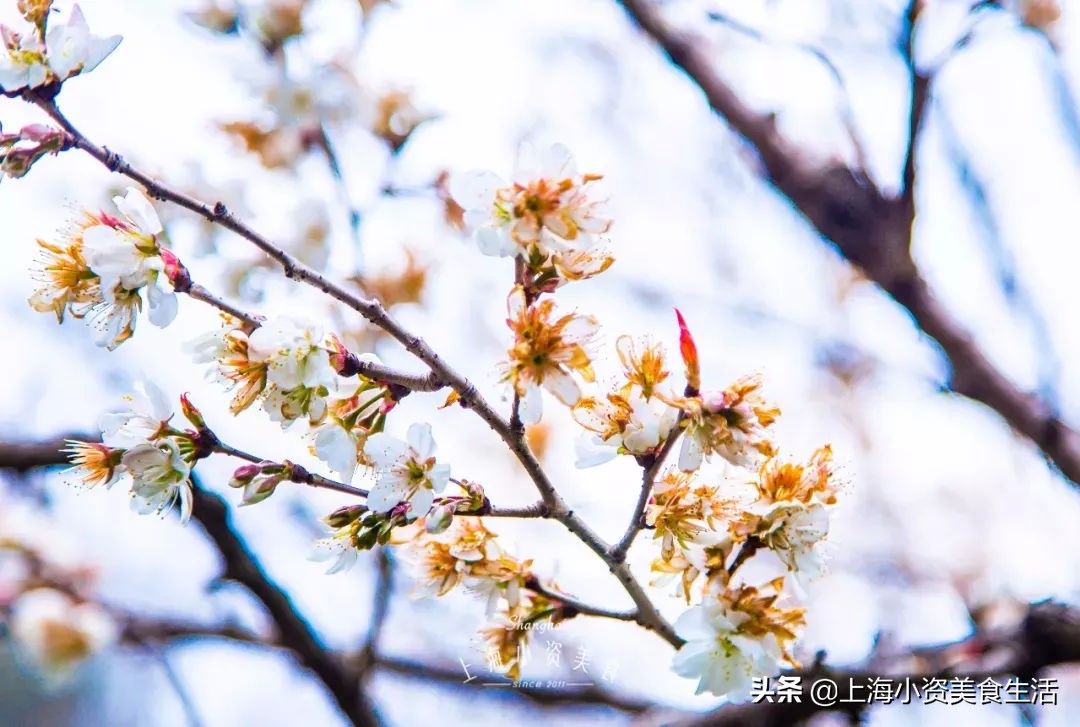 顾村公园一年一度赏樱,顾村公园赏樱点