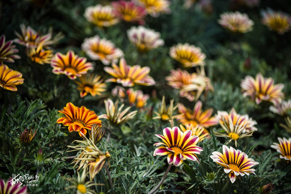 上海国际花展一览表,上海国际花展一览