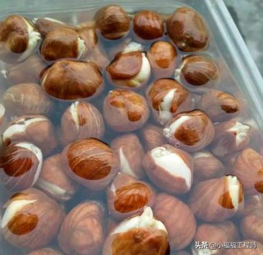 出芽不整齐,催芽一直没出芽怎么办