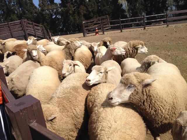 四子王旗草原五畜分别指哪五种动物