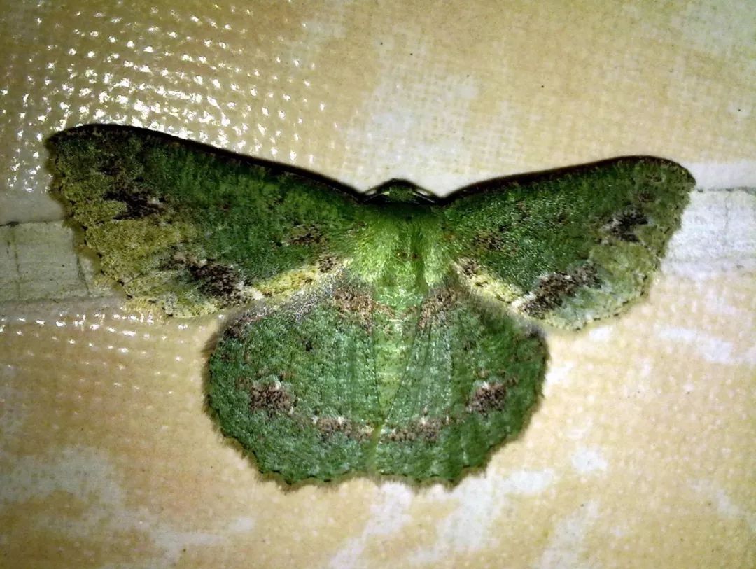 传说中的蛊虫真的有吗,传说中的扑棱蛾子