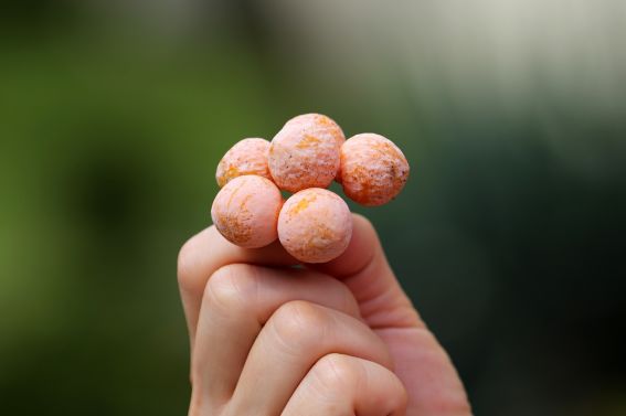 给秋天带来韵味的银杏树，在荷兰竟然人嫌狗不待见