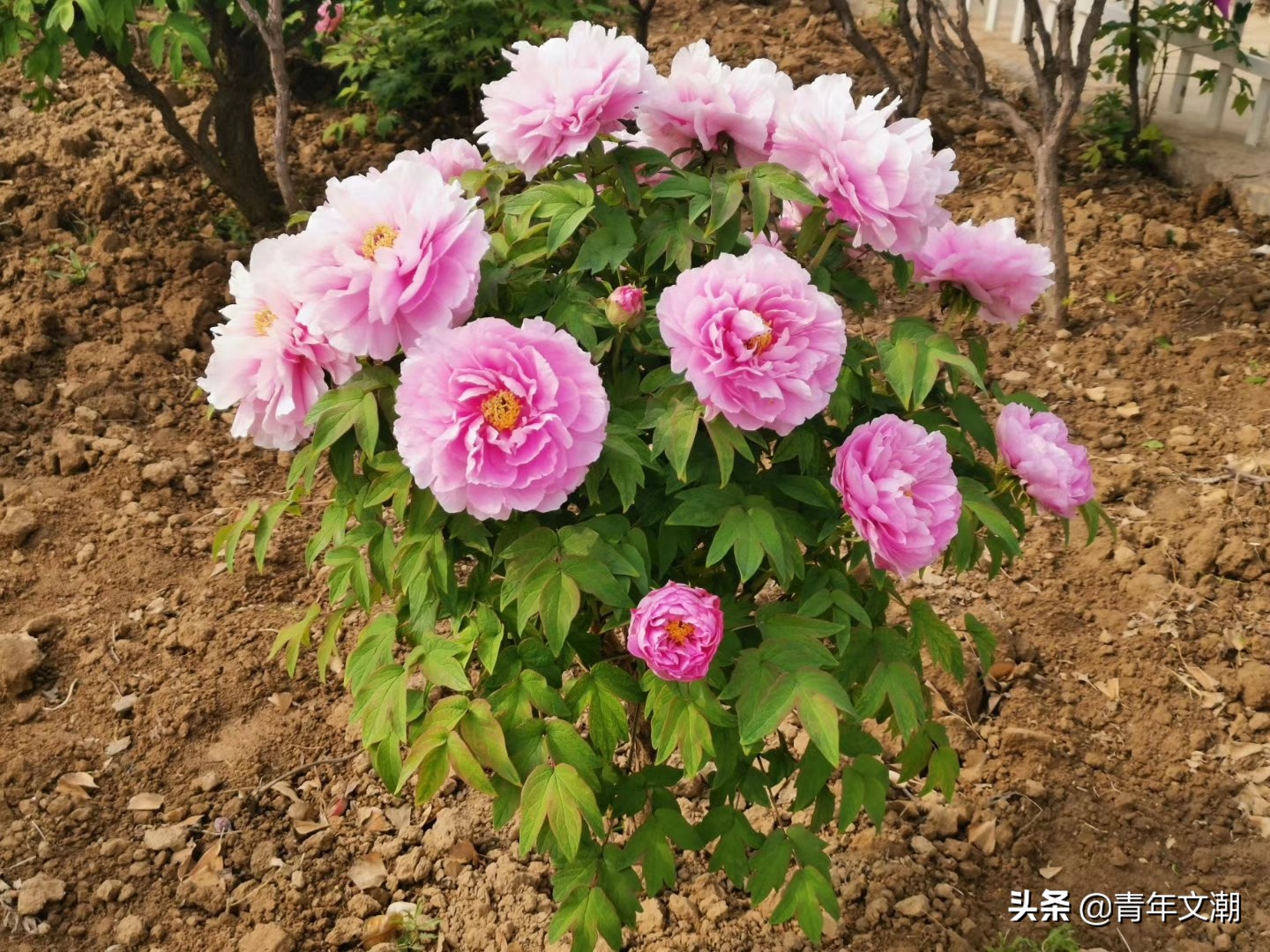 姥姥的旧房子,姥姥的院子图片