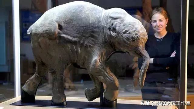 1500左右的猛犸象牙是真的么 (猛犸象牙是否适合收藏)