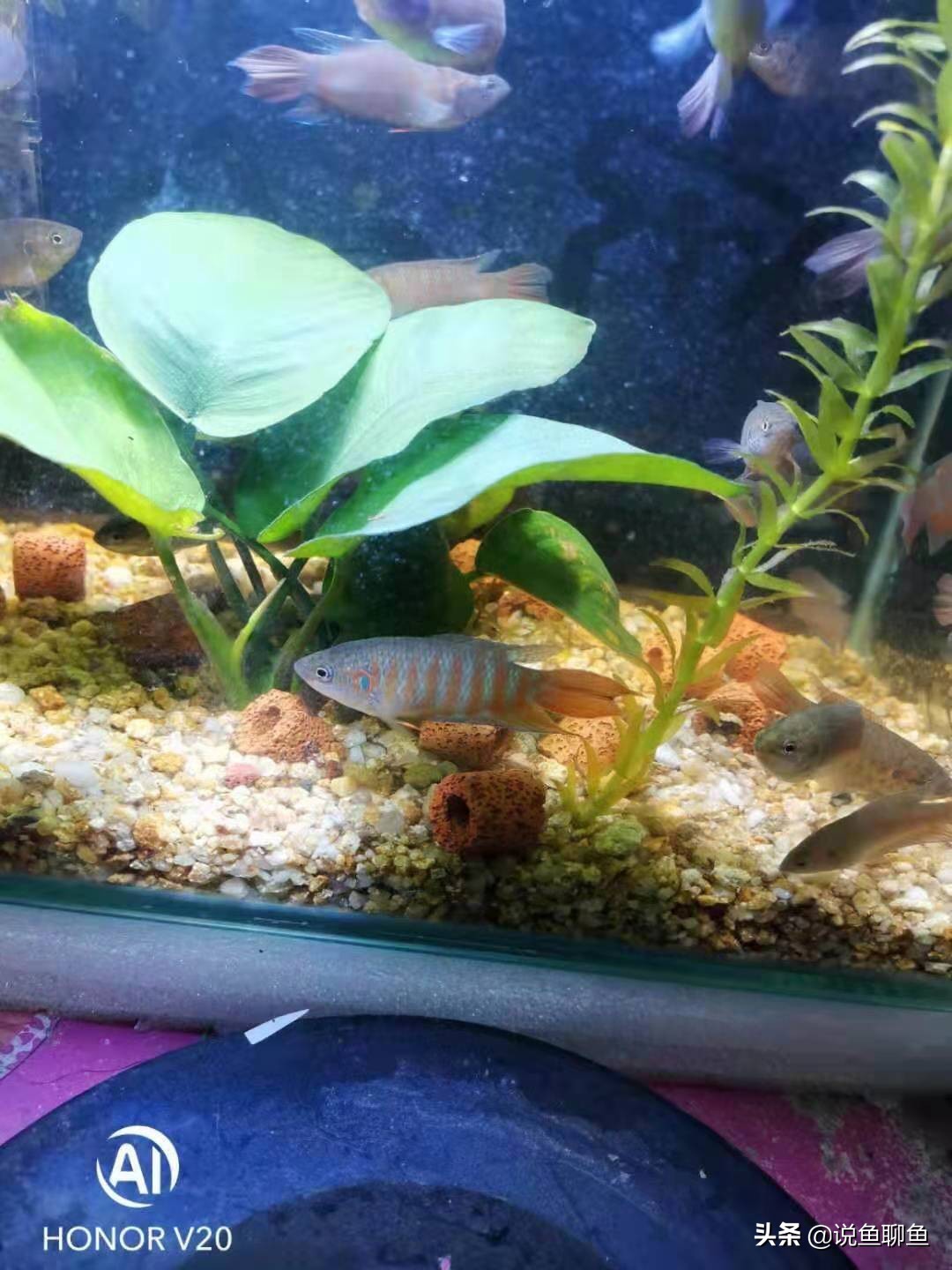 粉丝发私信求救,粉丝向主播求救