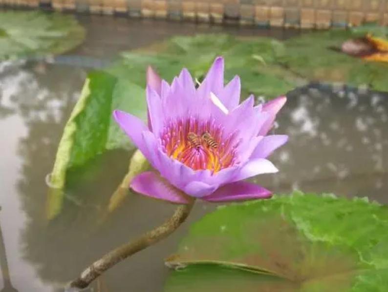 睡莲养护方法教程图解简易,怎么才能让水养睡莲开花