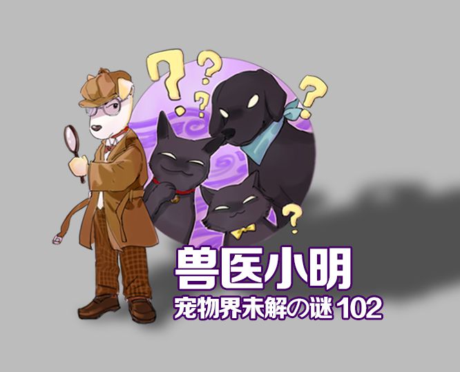 辟谣狗吃鸡蛋清,网上说狗不能吃什么