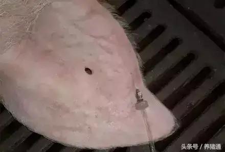 猪场常用抗生素对猪病的治疗方法,养猪知识猪病防治用什么药